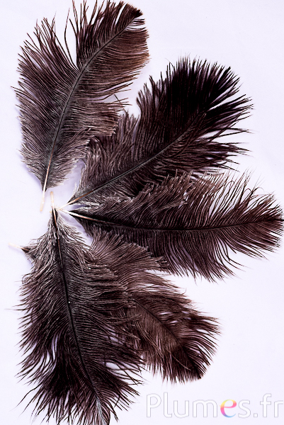 Autruche - 13-18 cm - naturel